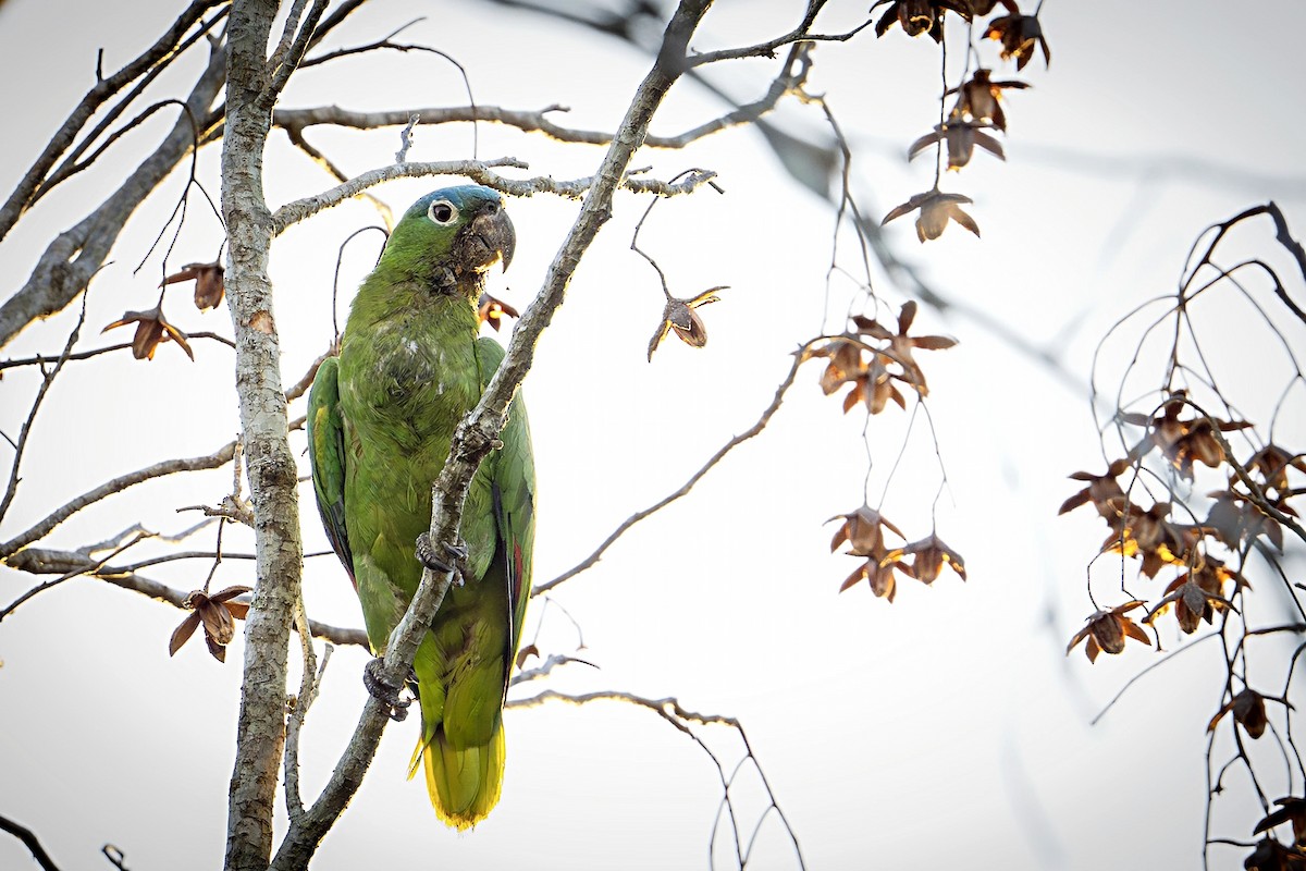 Amazona Harinosa - ML636988197