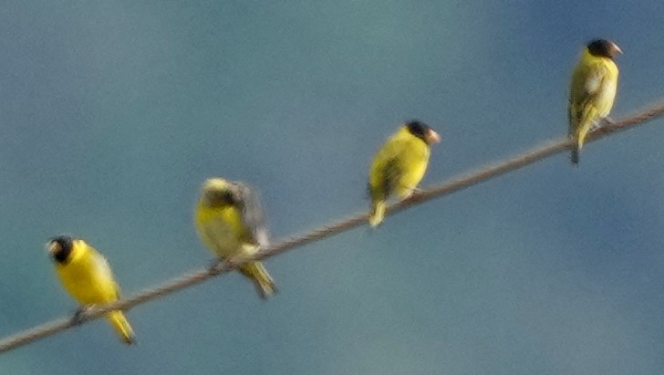 Antillean Siskin - ML636988204