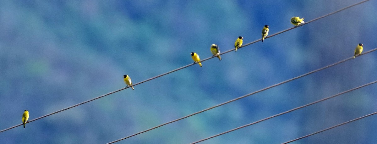 Antillean Siskin - ML636988205