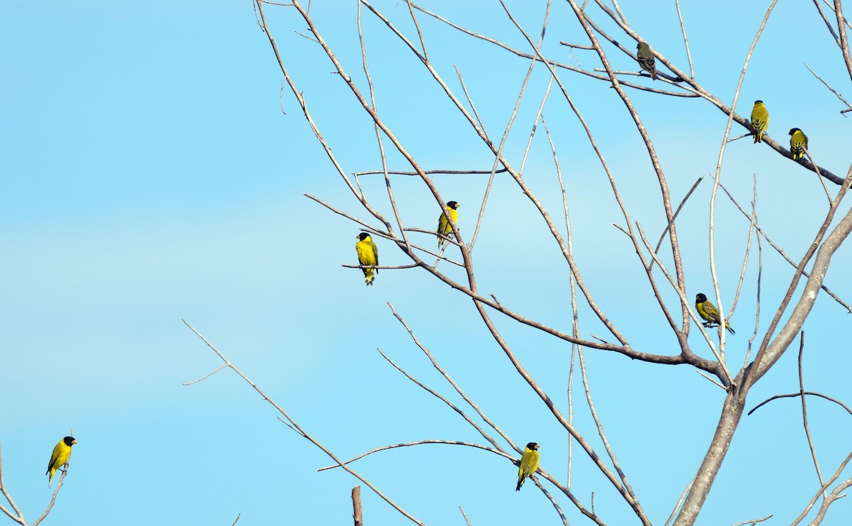 Antillean Siskin - ML636988212
