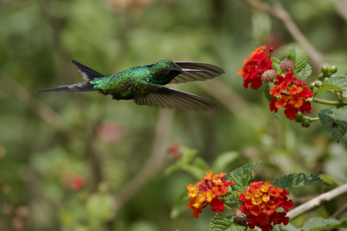 Golden-crowned Emerald - ML636988214