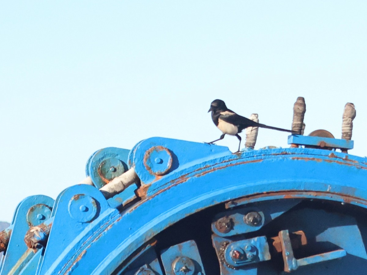 Oriental Magpie - ML636988259