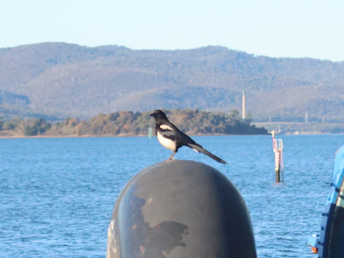 Oriental Magpie - ML636988260