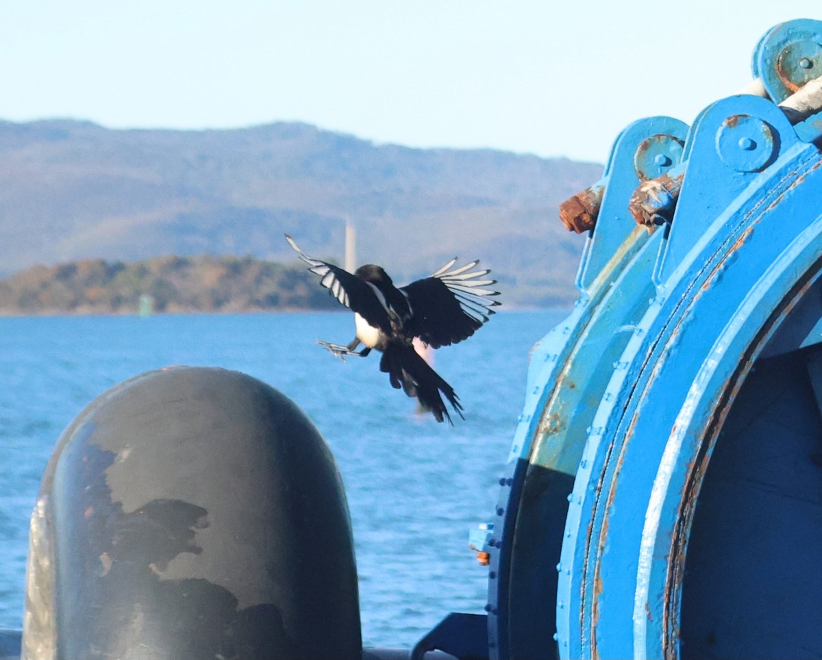 Oriental Magpie - ML636988261