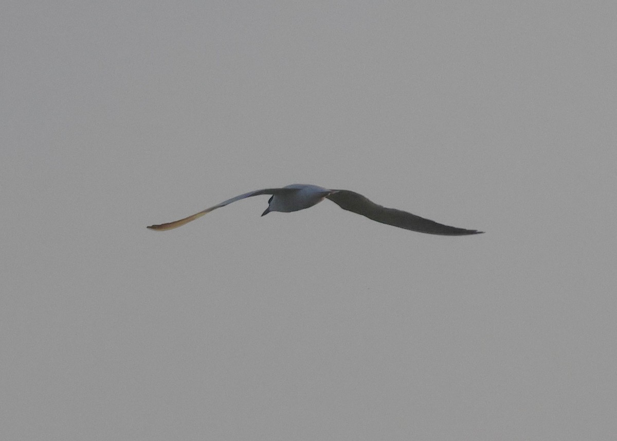 Gull-billed Tern - ML636988304