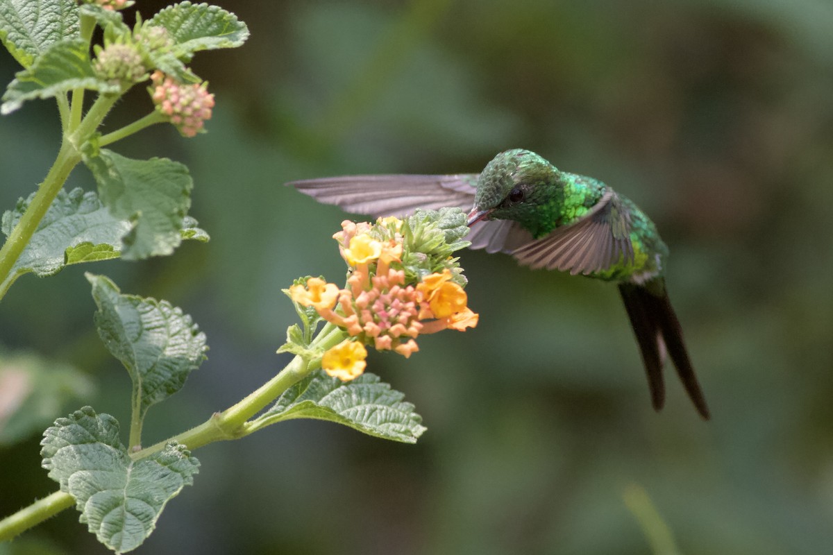 Golden-crowned Emerald - ML636988309