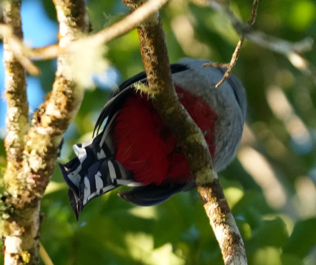Hispaniolan Trogon - ML636988372