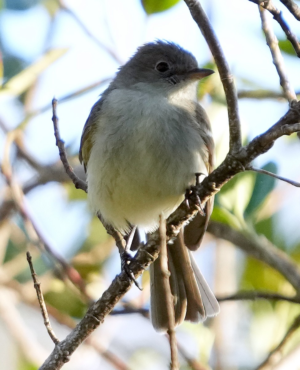 Greater Antillean Elaenia (Hispaniolan) - ML636988373