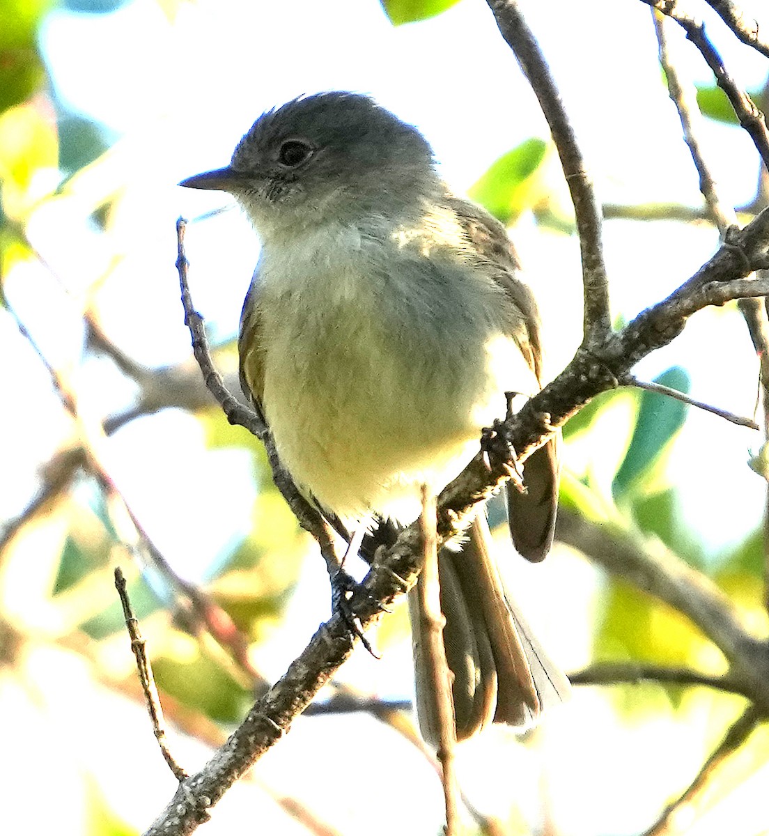 Greater Antillean Elaenia (Hispaniolan) - ML636988374