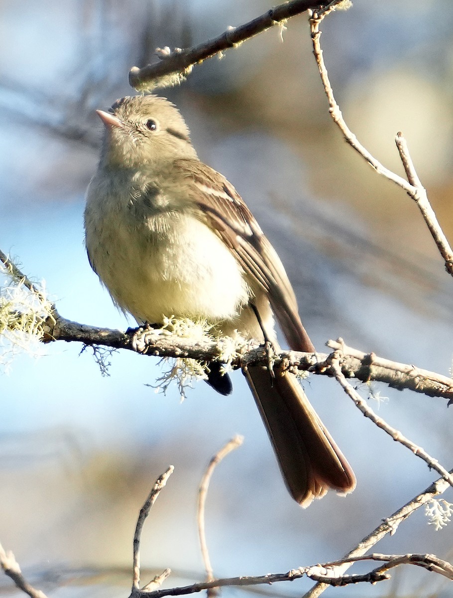 Greater Antillean Elaenia (Hispaniolan) - ML636988376