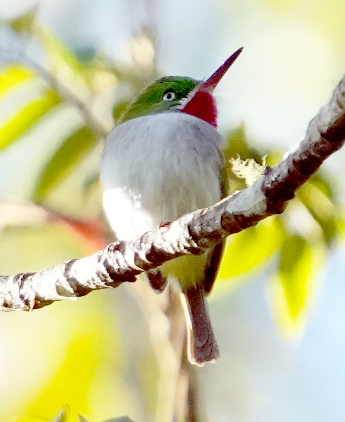 Narrow-billed Tody - ML636988402