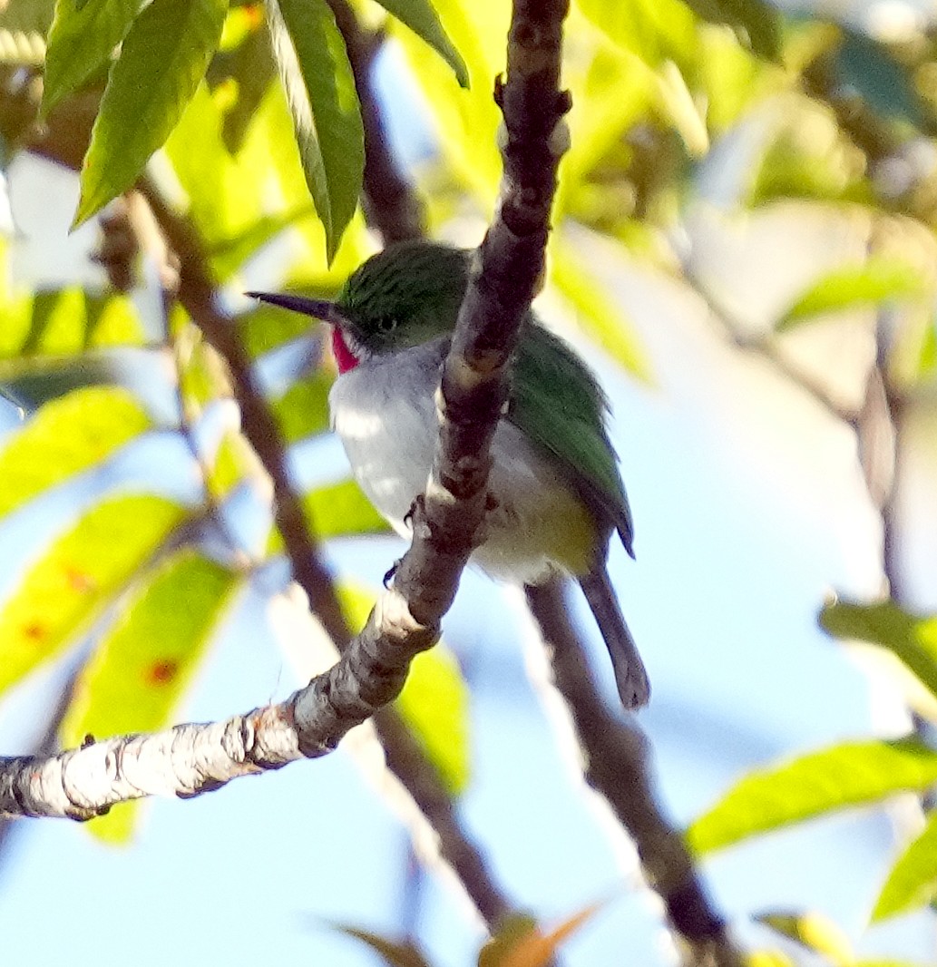 Narrow-billed Tody - ML636988403