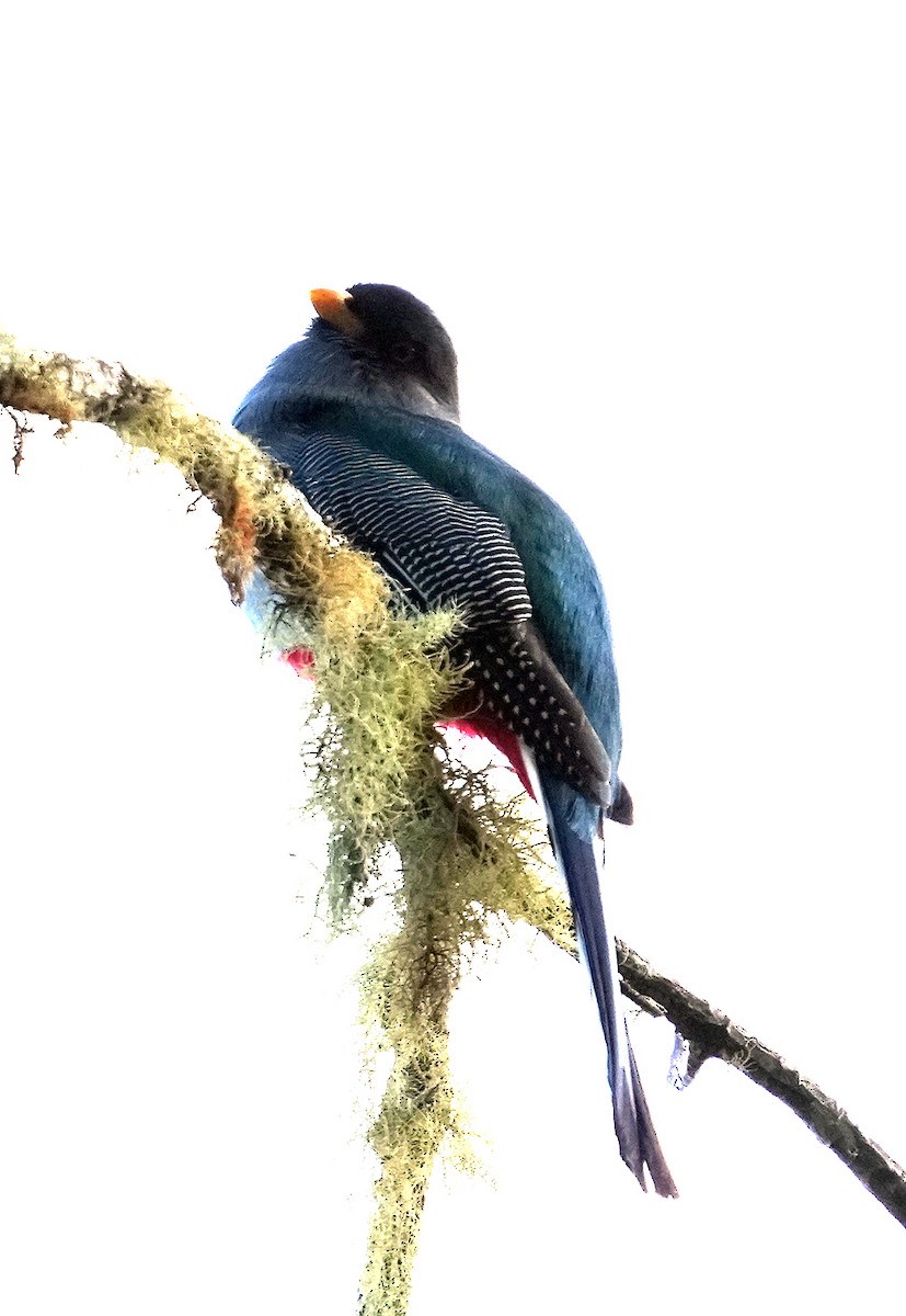 Hispaniolan Trogon - ML636988407