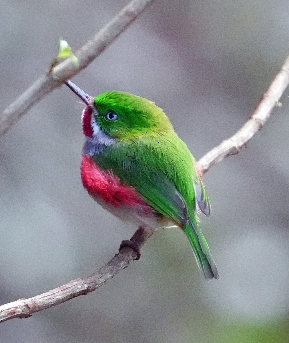Narrow-billed Tody - ML636988409