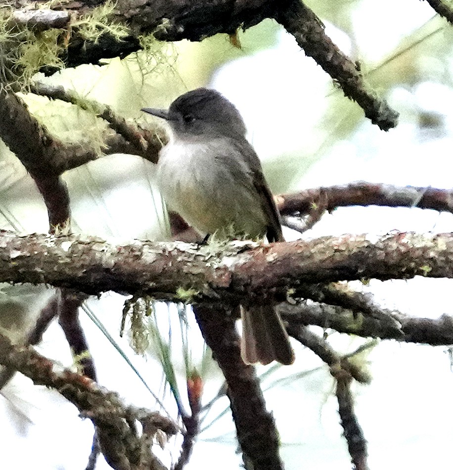 Hispaniolan Pewee - ML636988412
