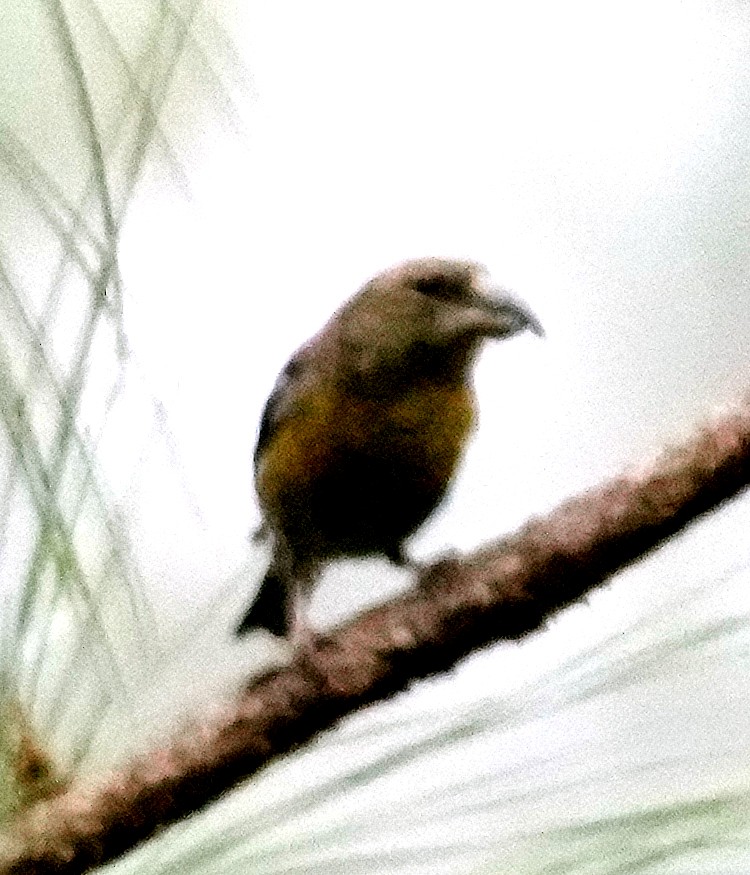 Hispaniolan Crossbill - ML636988468