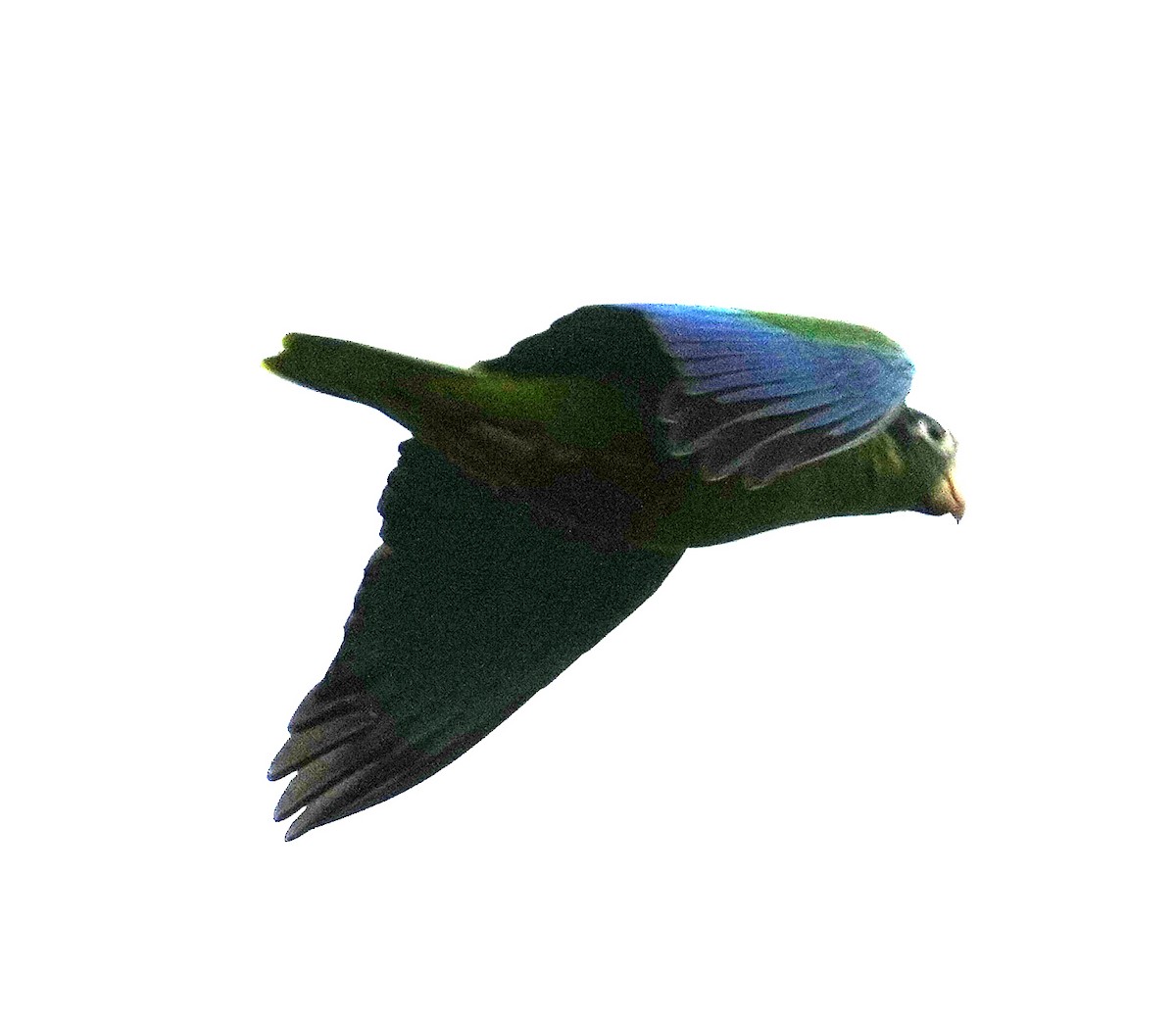 Hispaniolan Amazon - ML636988477