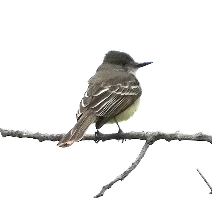 Stolid Flycatcher - ML636988482