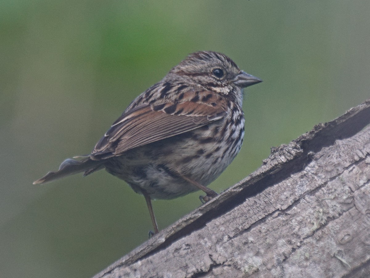 ウタスズメ（heermanni グループ） - ML636988494