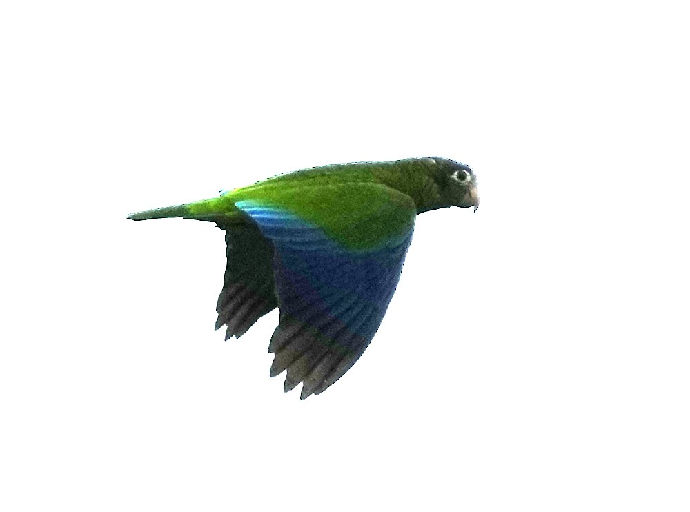 Hispaniolan Amazon - ML636988503