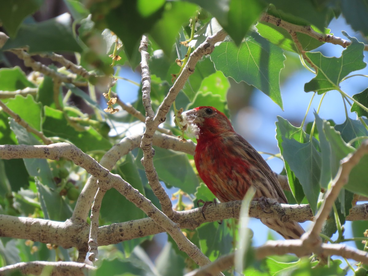 House Finch - ML636988613