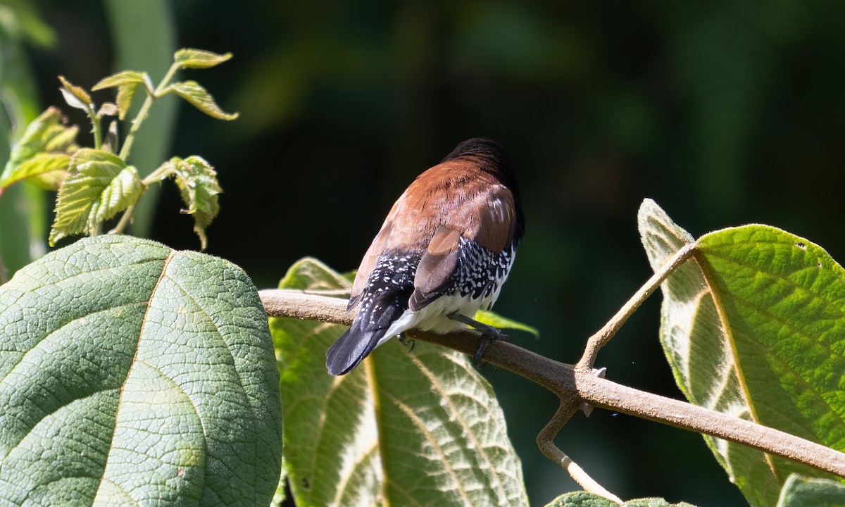 Black-and-white Mannikin (Red-backed) - ML636988628