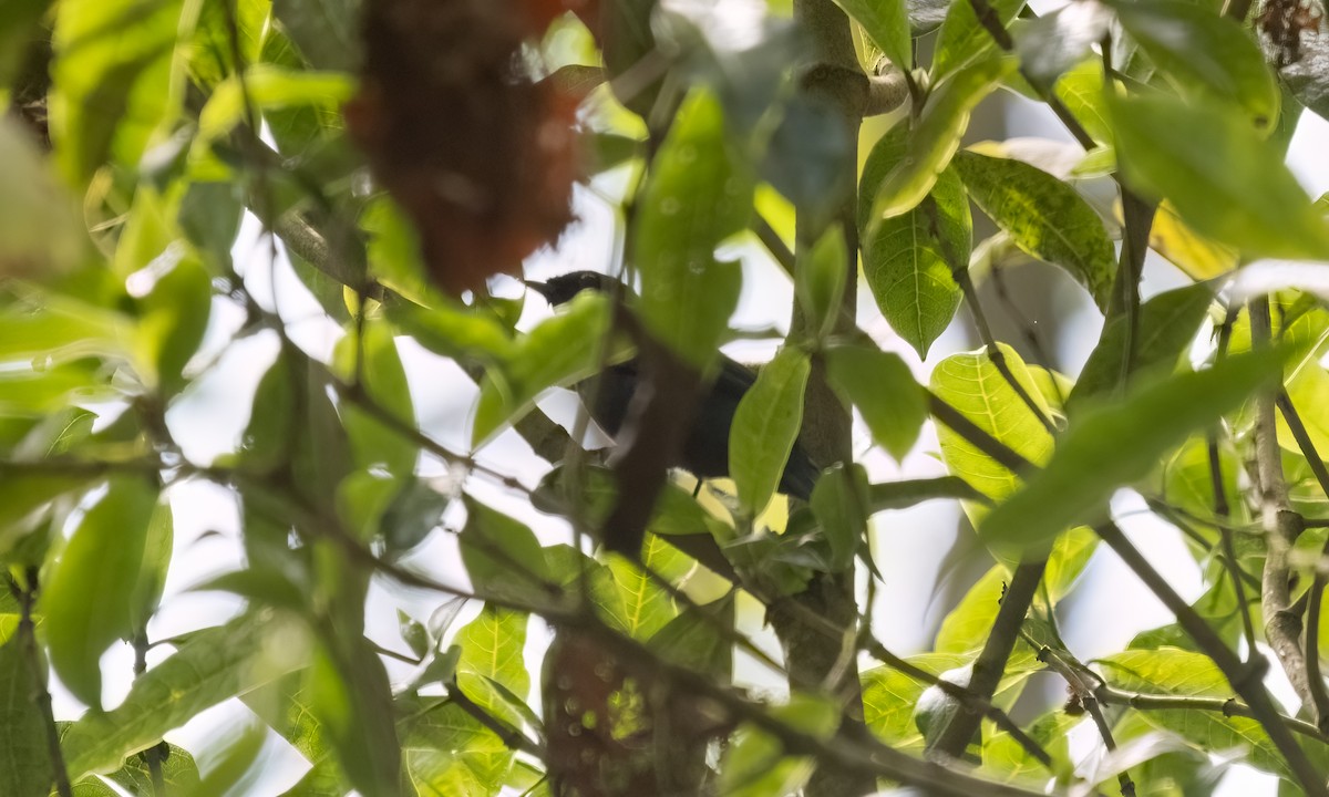Purple-throated Cuckooshrike - ML636988635