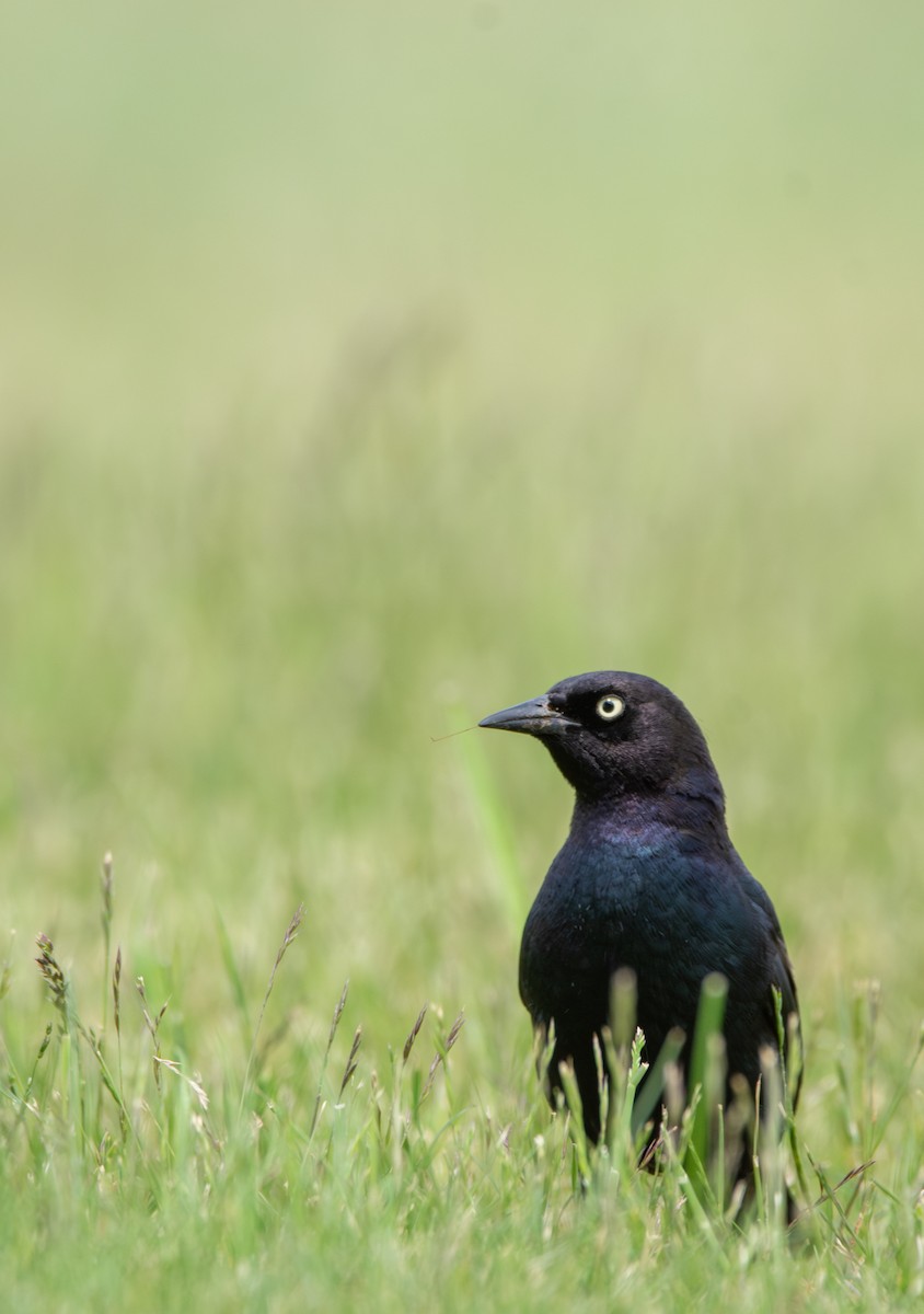 Brewer's Blackbird - ML636988700