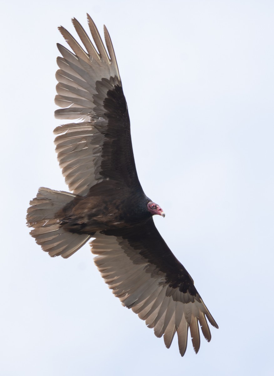 Turkey Vulture - ML636988712