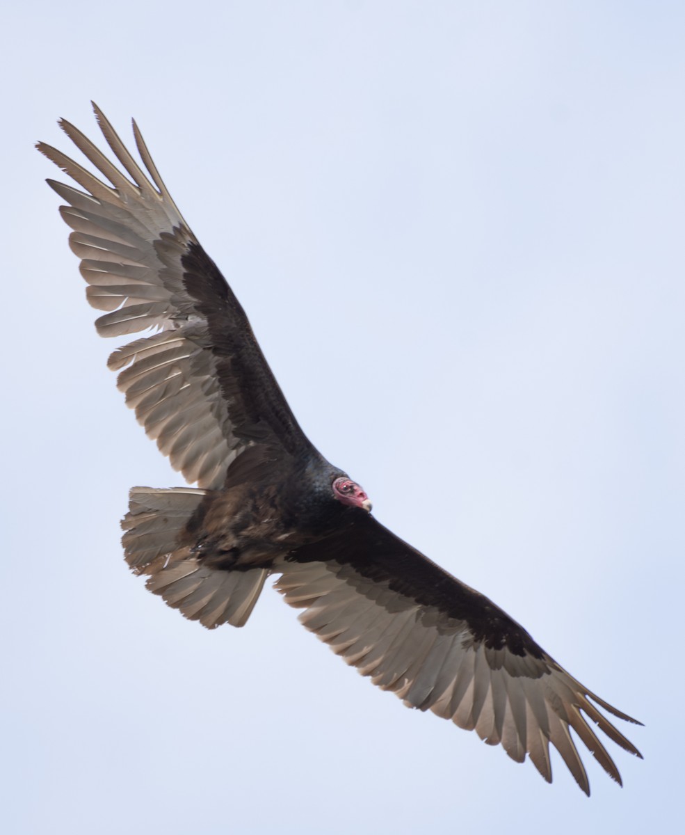 Turkey Vulture - ML636988713