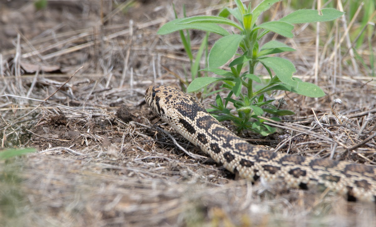 Great Basin Gopher Snake - ML636988717