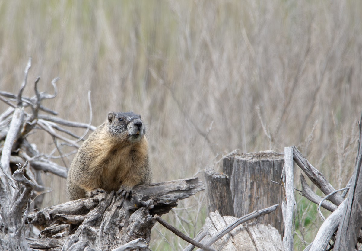 Yellow-bellied Marmot - ML636988718