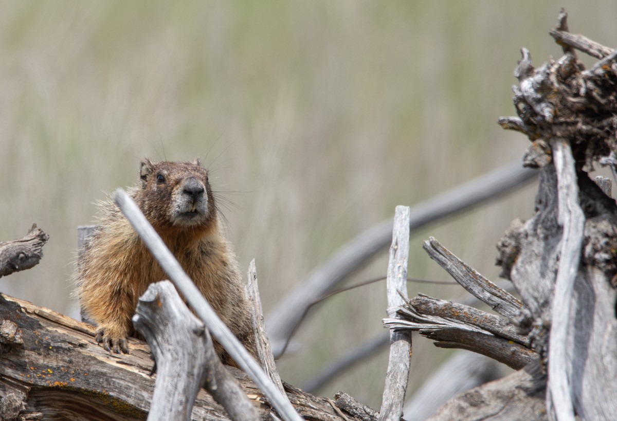 Yellow-bellied Marmot - ML636988722