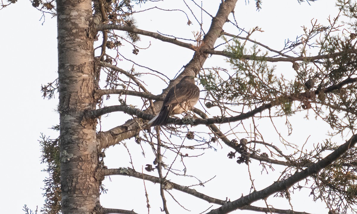 Greater Honeyguide - ML636988781