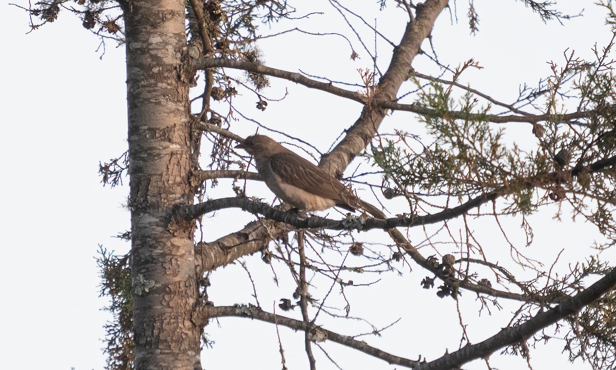 Greater Honeyguide - ML636988783