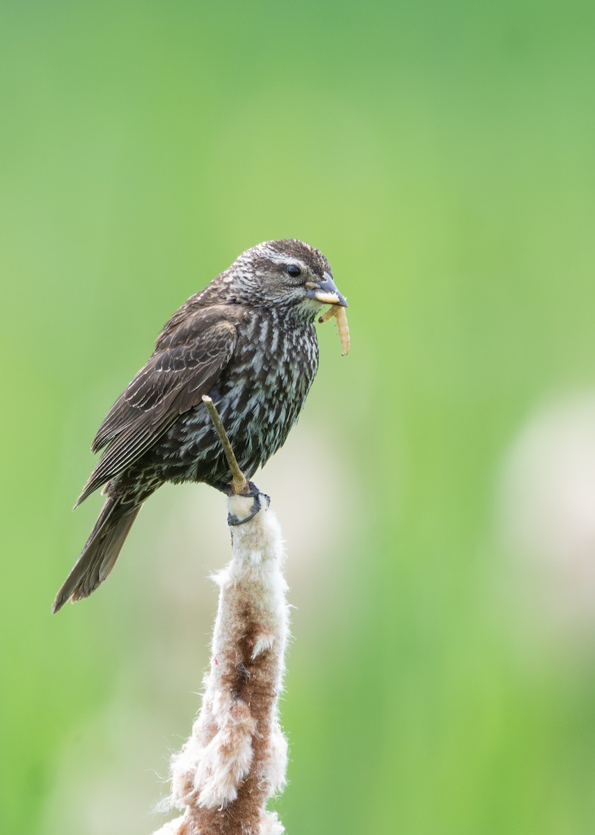 Red-winged Blackbird - ML636988793