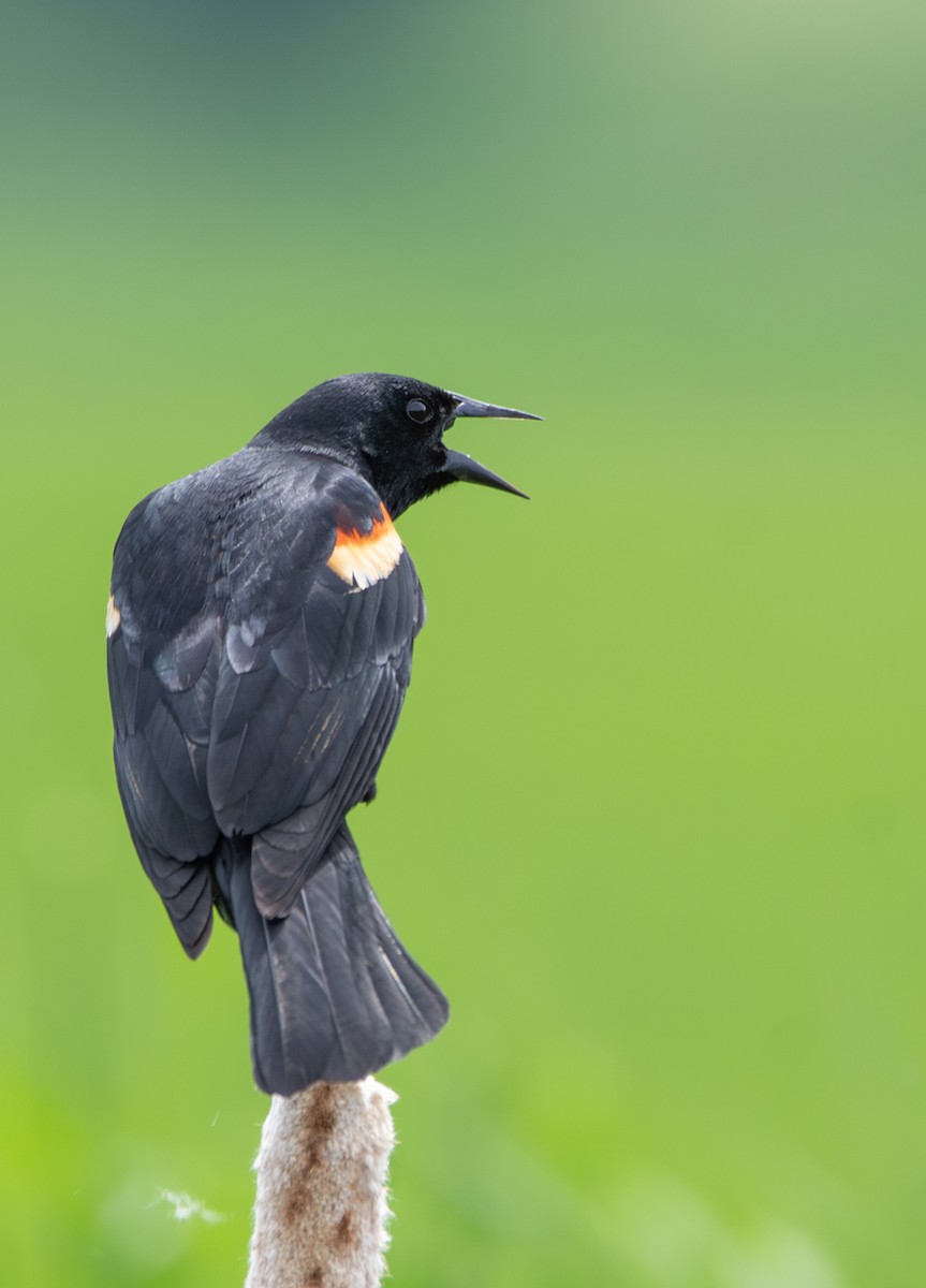 Red-winged Blackbird - ML636988794