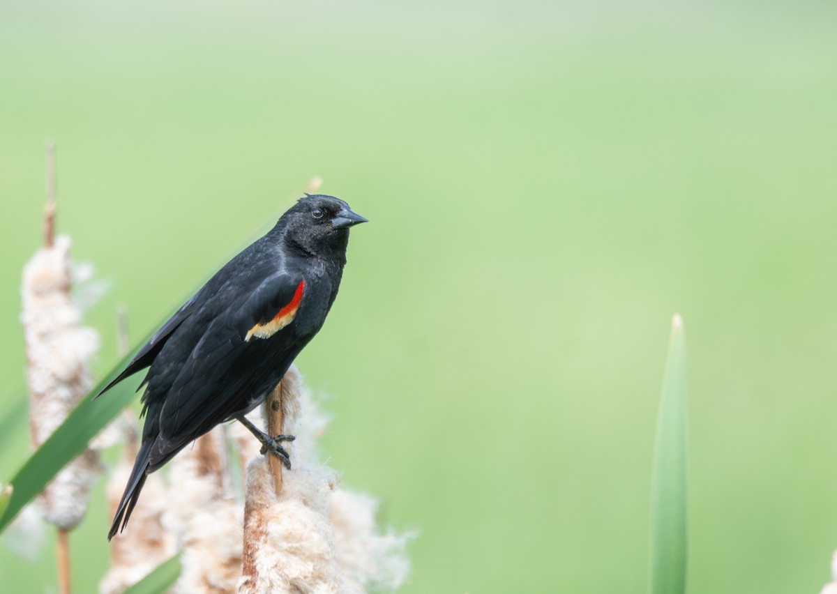 Red-winged Blackbird - ML636988795