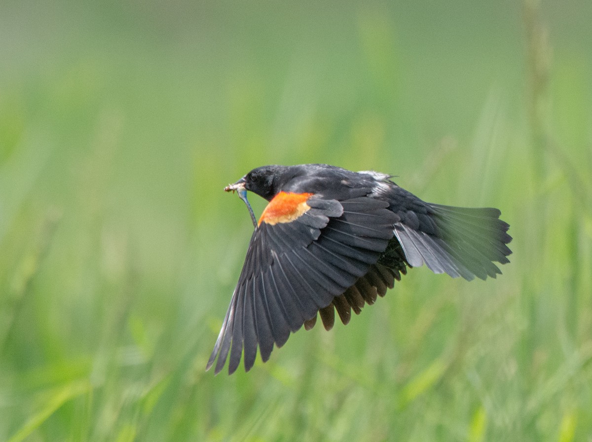 Red-winged Blackbird - ML636988796