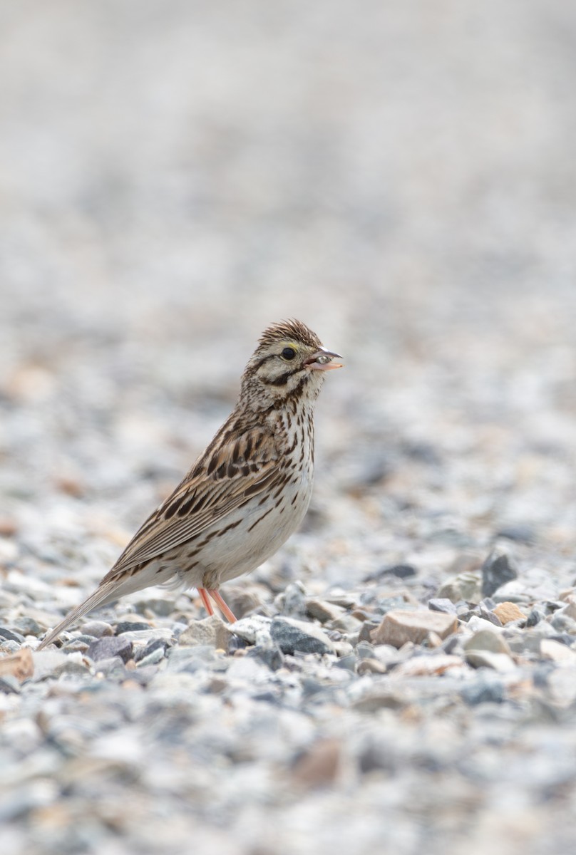 Savannah Sparrow - ML636988808