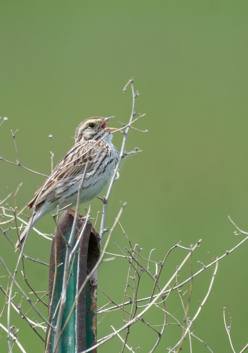 Savannah Sparrow - ML636988809