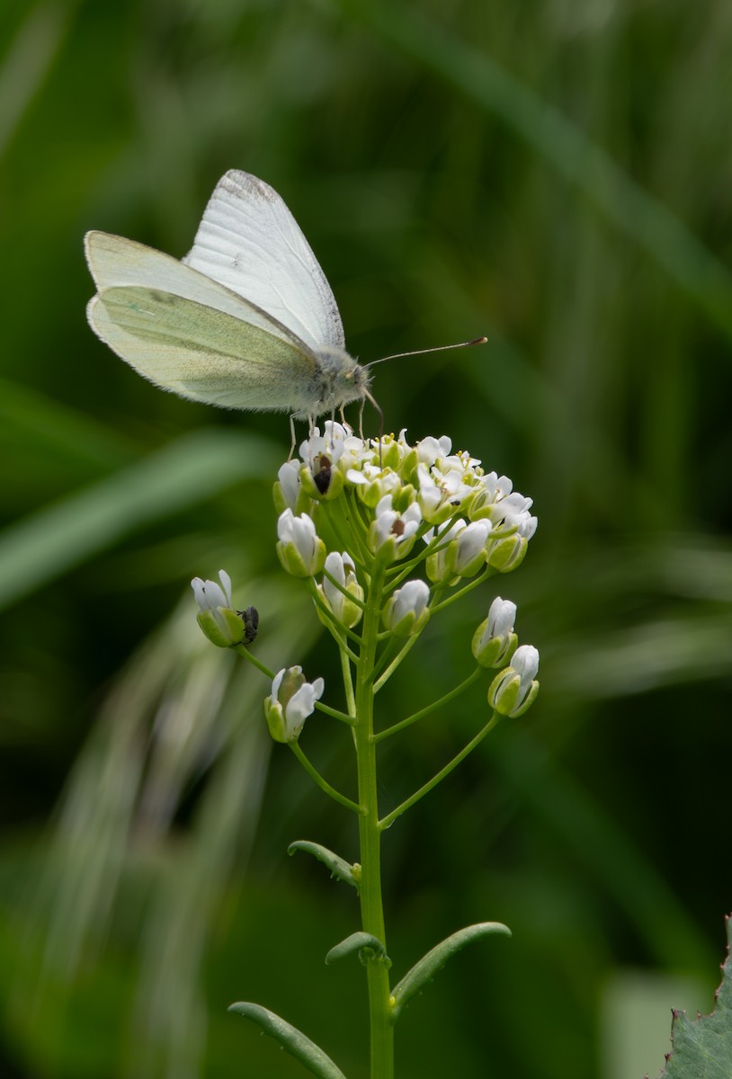 Small White - ML636988812