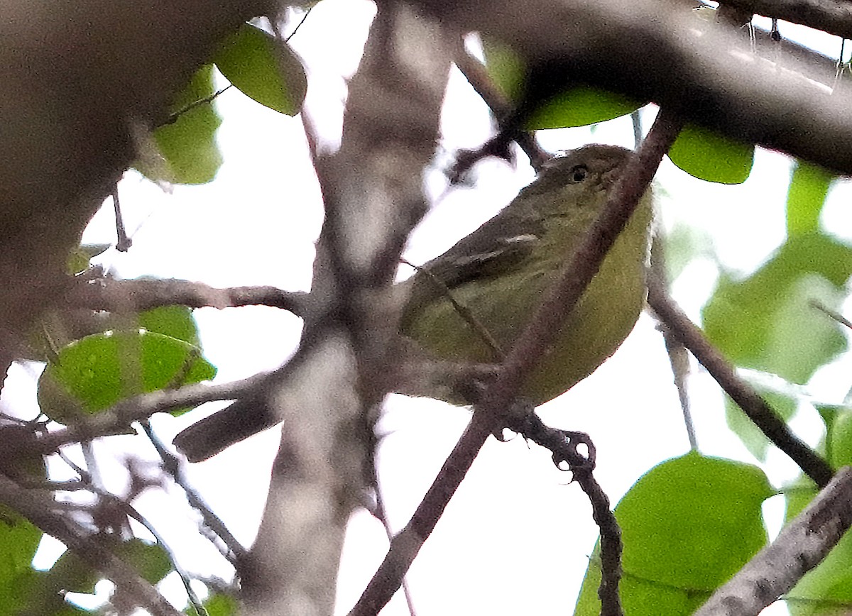 Flat-billed Vireo - ML636988848