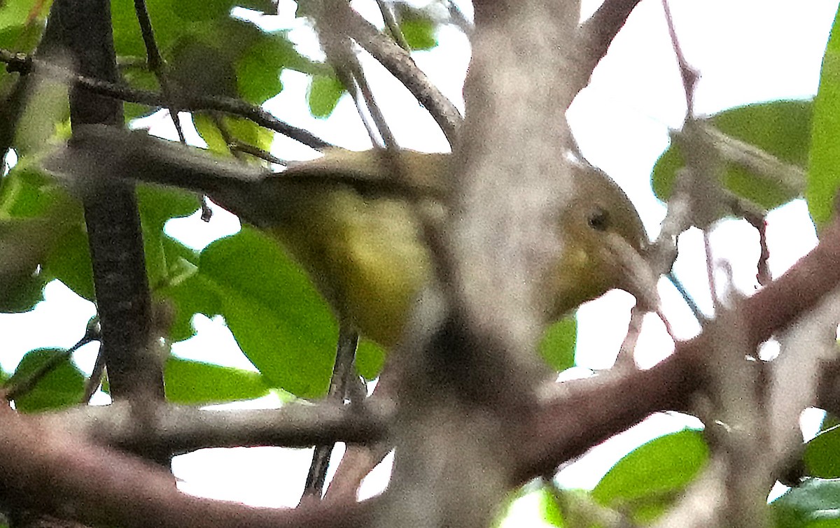Flat-billed Vireo - ML636988849