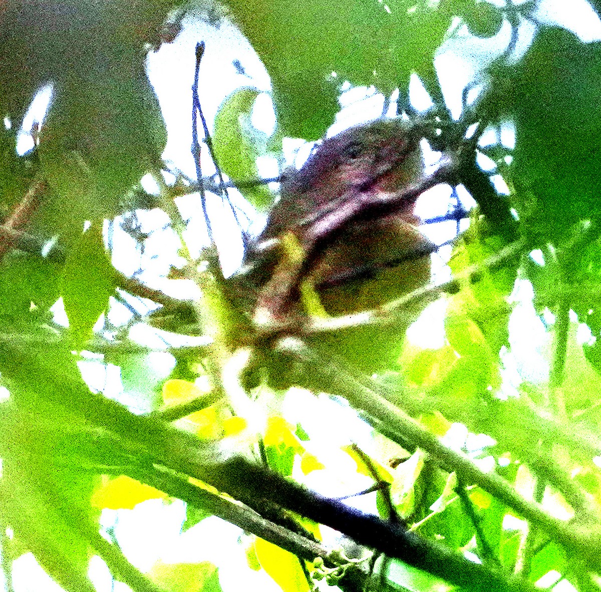 Flat-billed Vireo - ML636988850