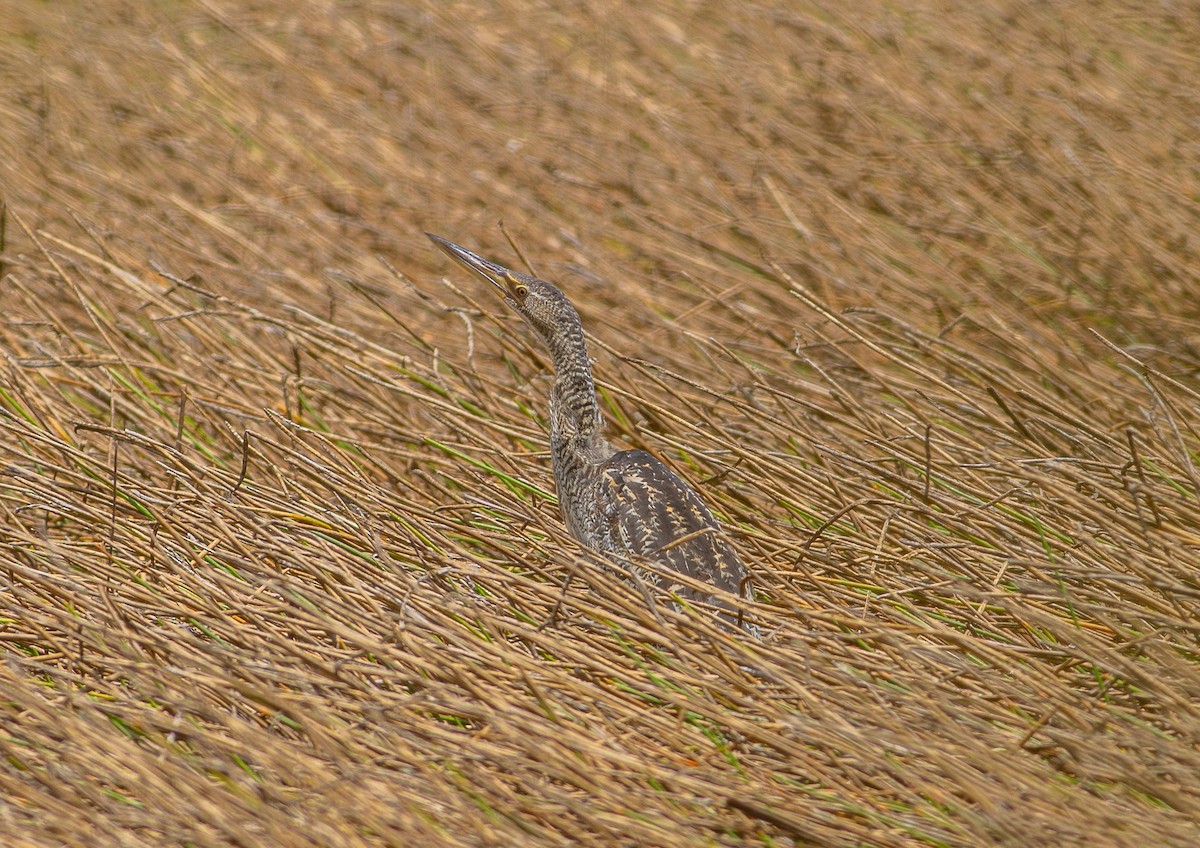Pinnated Bittern - ML636988905