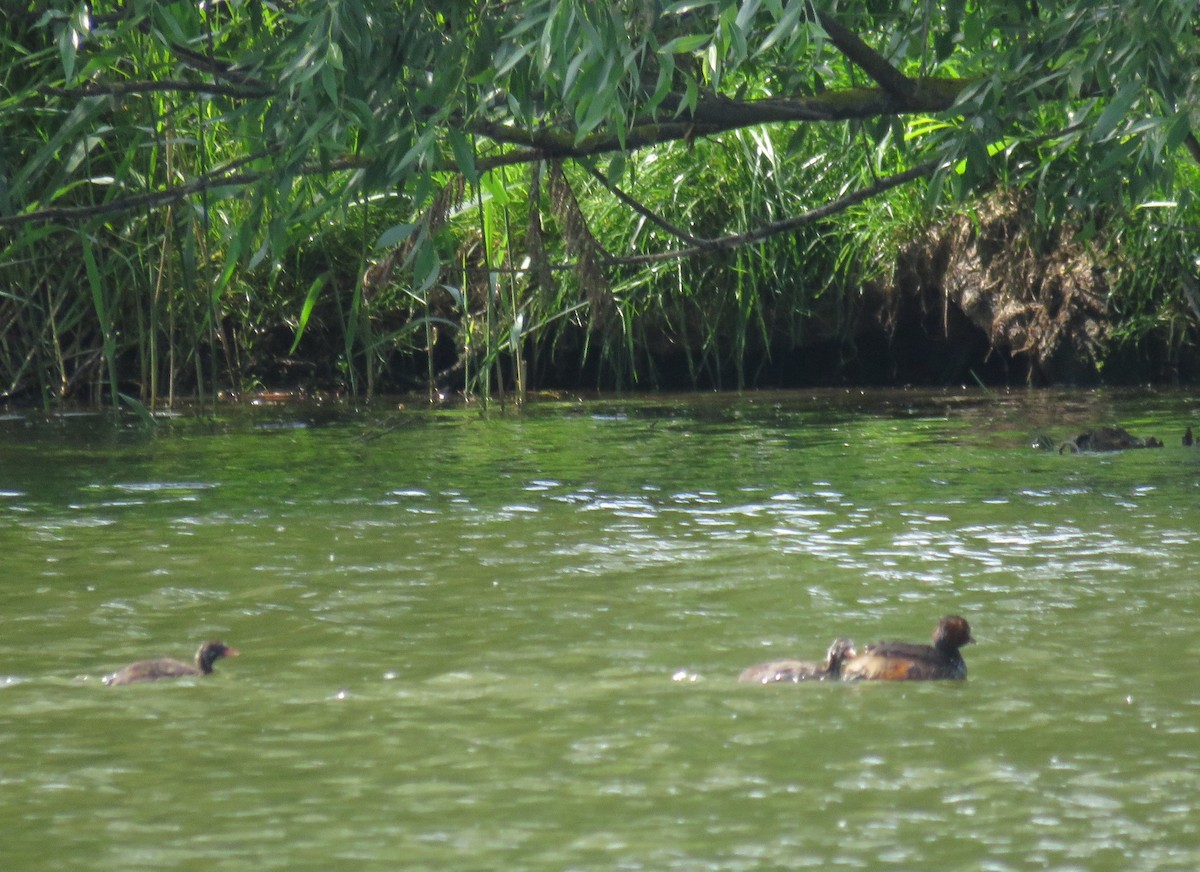 potápka malá - ML636988914