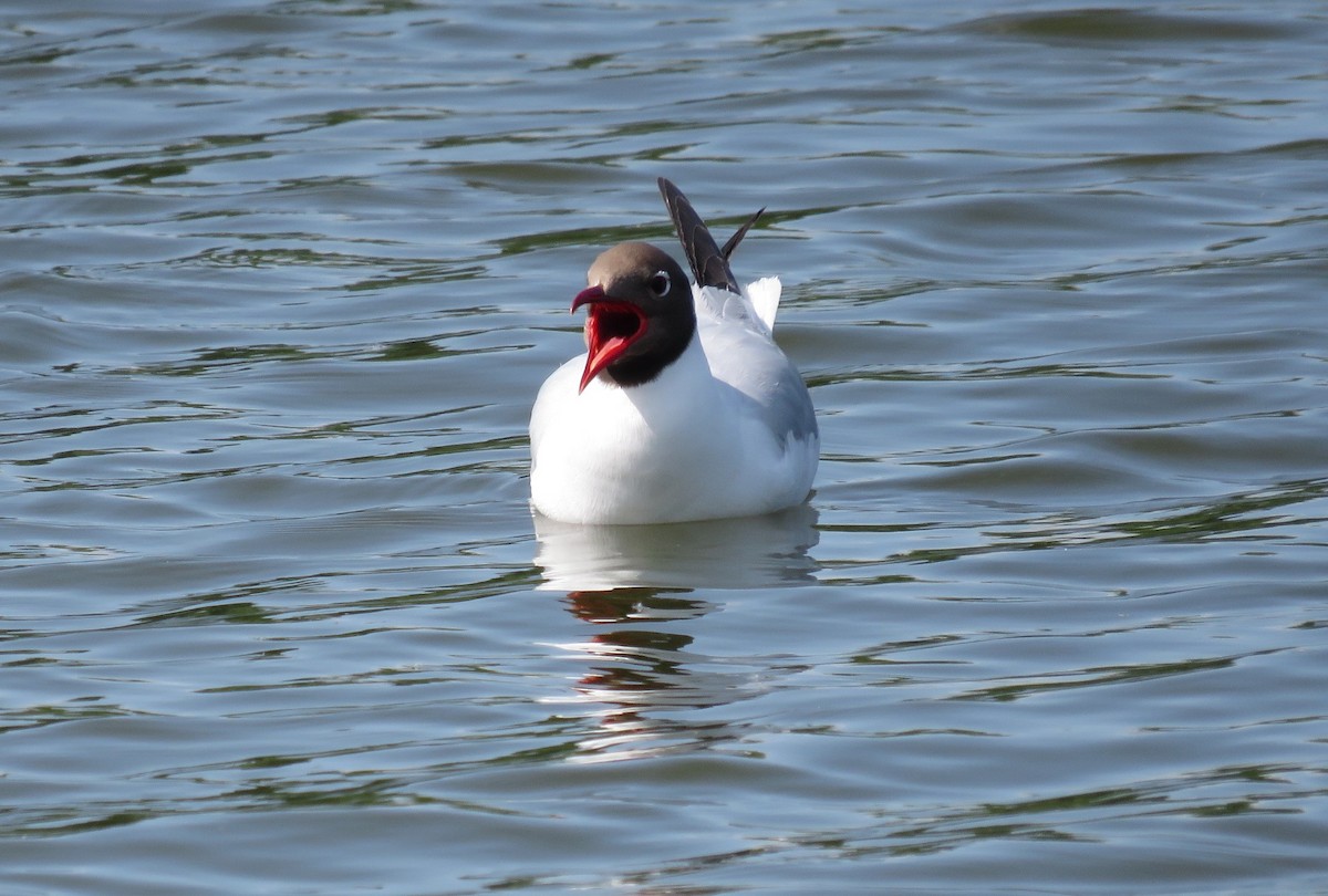 racek chechtavý - ML636988916