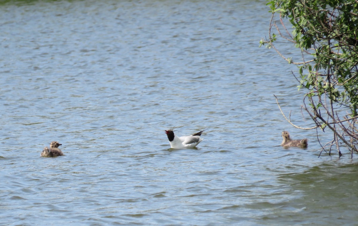 racek chechtavý - ML636988917