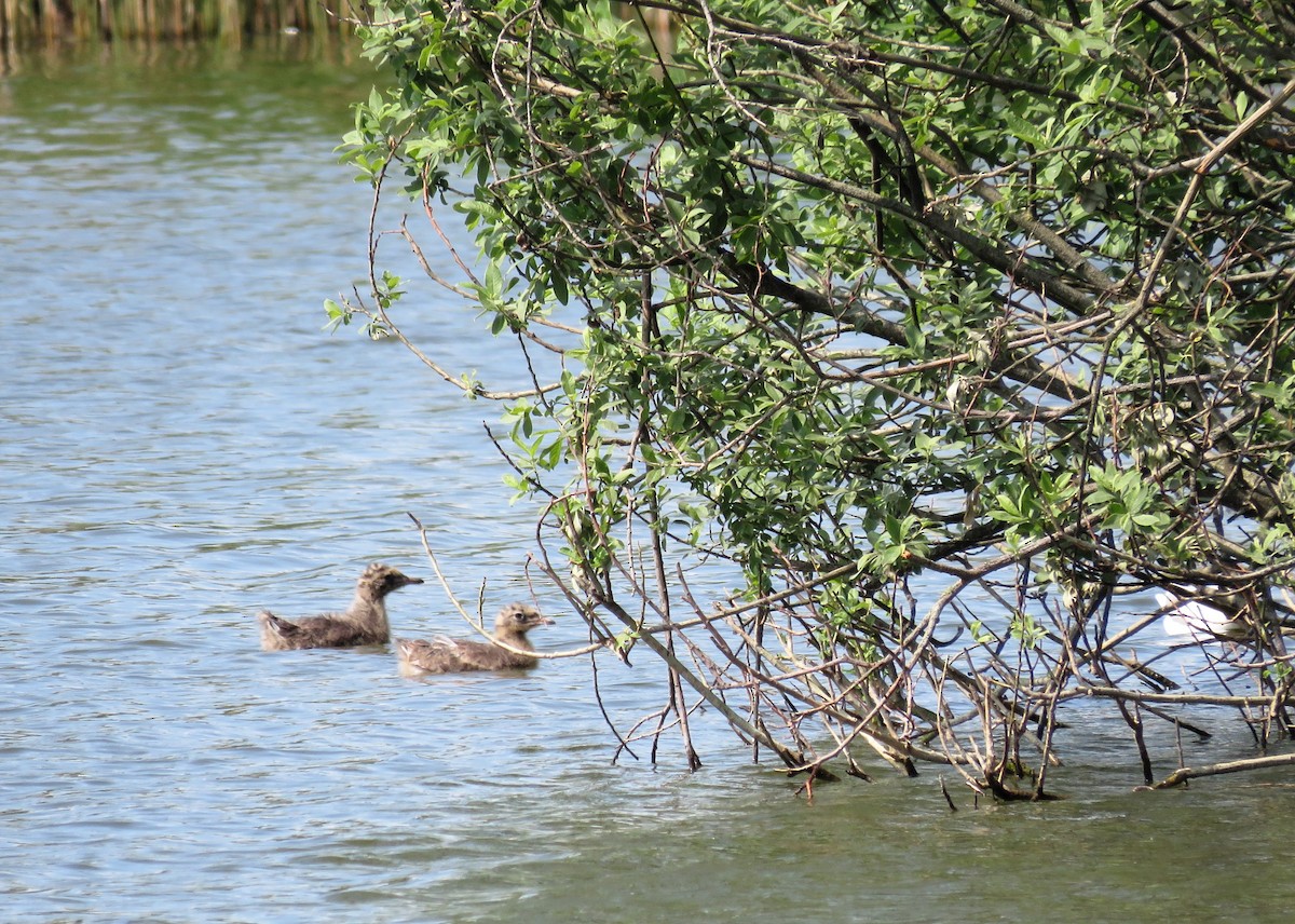 racek chechtavý - ML636988918